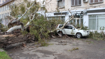 Сухум, 20 марта. Эвкалипт упал на многоэтажный дом по улице Эшба, где, расположен, диагностический центр &quot;МРТ-Абхазия&quot;