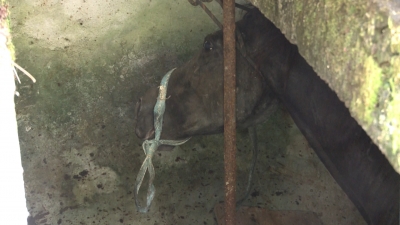Спасателям МЧС Абхазии пришлось вызволять из заброшенного гаража лошадь.