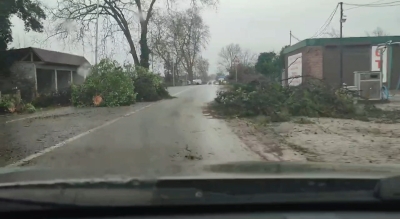 Сильный ветер минувшей ночью стал причиной падения деревьев во многих районах республики