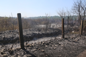 Пожар в Сухумском районе. В селе Ачадара загорелся сухостой. Огонь распространился на площади в 7 га