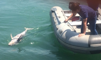 Сотрудники ГИМС извлекли из моря пять мертвых малышей дельфинов