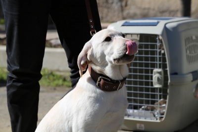 В МЧС Абхазии появились две поисковые собаки